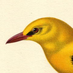 oropendola