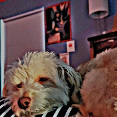 THE DOG IS MINE (PROD.BY OOGIE BOOGIE THANG)