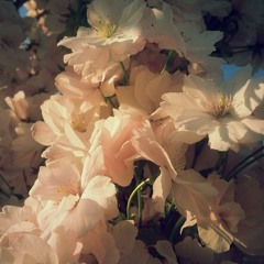 🌷đẹp nhất của coannn