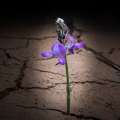 More Than You Survived