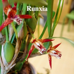 [Greendaroom] Sunday Live mix #49 Runxia