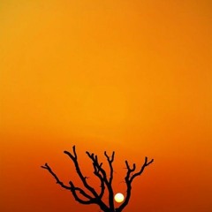 حليم اعز الناس.FLV