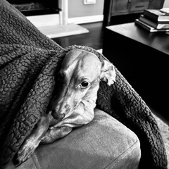 Weary Traveler