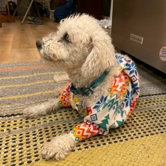 Alphabutt (by Kimya Dawson)