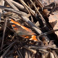 Prelude To Summer Mixtape Vol. 1