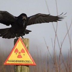 migratory birds flying south for the nuclear winter