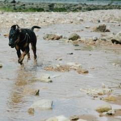 Muted Pearl (single lash Demo)