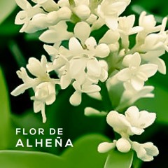Flor de alheña (Himnos, #81)