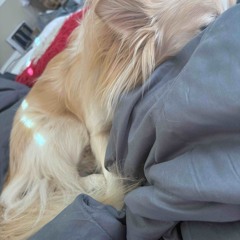 Tell Me That You Love Me