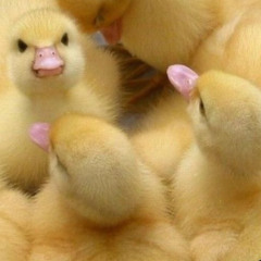 Sloth Jackson @ Loft Story - Music To Make Faces To