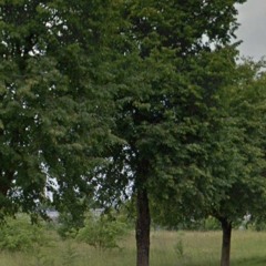 Justinas Jarutis - Rami