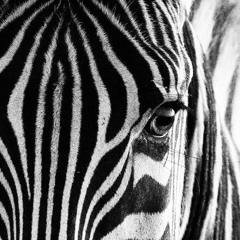 🦓