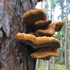 Dance of the Suger Plum Fairy 20210208