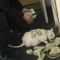 the свитер - мой кот