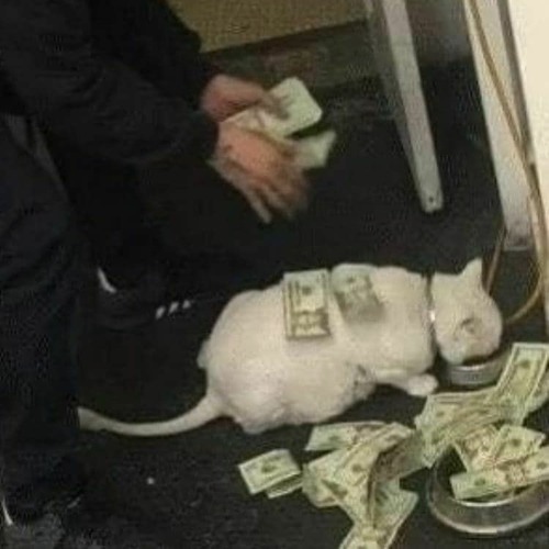 the свитер - мой кот