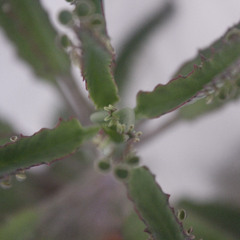 No freedom in drama  (Resolution 9) DEMO