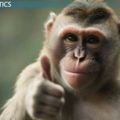 El Mono Come Guineo  Version El Perro Bebe Agua   2 NIGHT X LA NOCHE