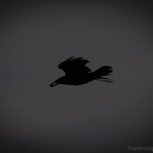 Blazing Fury Unleashed