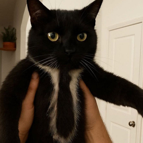 BBC [BLISIMO BLOCKZ CHRONIC] (DXDubz X KWALL EDIT)