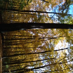 Prince vs Scuba (When doves cry-Dsy Chn mashup)(1)