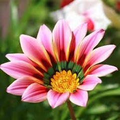 08 Tales For Tara - Meditation Pulse 64