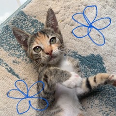 WILDFLOWER - Billie Eilish cover by ivy