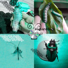 slugs and bugs