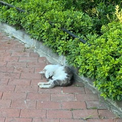 ozge - party favor (acoustic)