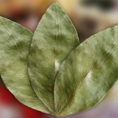Hojitas de Coca