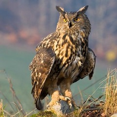 Eagle Owl In Rain, Woods near Lezan
