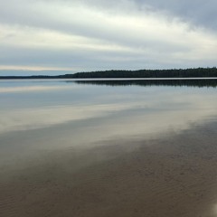 81