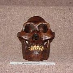 larima-- IMBECILHOMBRECOMUN