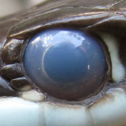 Как выглядят глаза змей inside a reptile's eye by weird al qaida