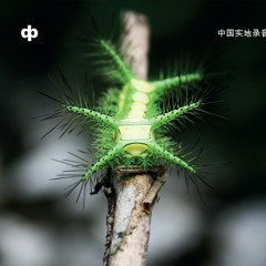 yangmingshan cicadas (don't hurt me for your pretty 中国实地录音)