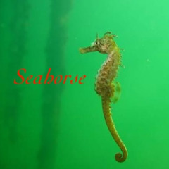 Seahorse