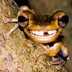 frog acid mix rough