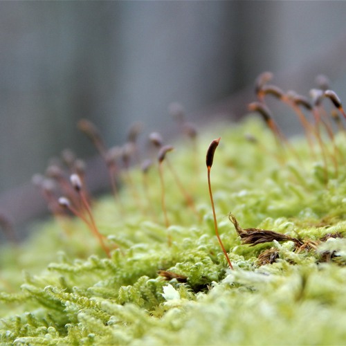 SAMPLE PACKS + ABLETON RACKS