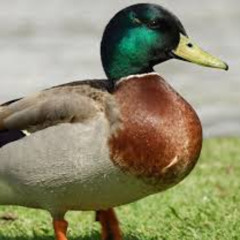 Chilling with the ducks