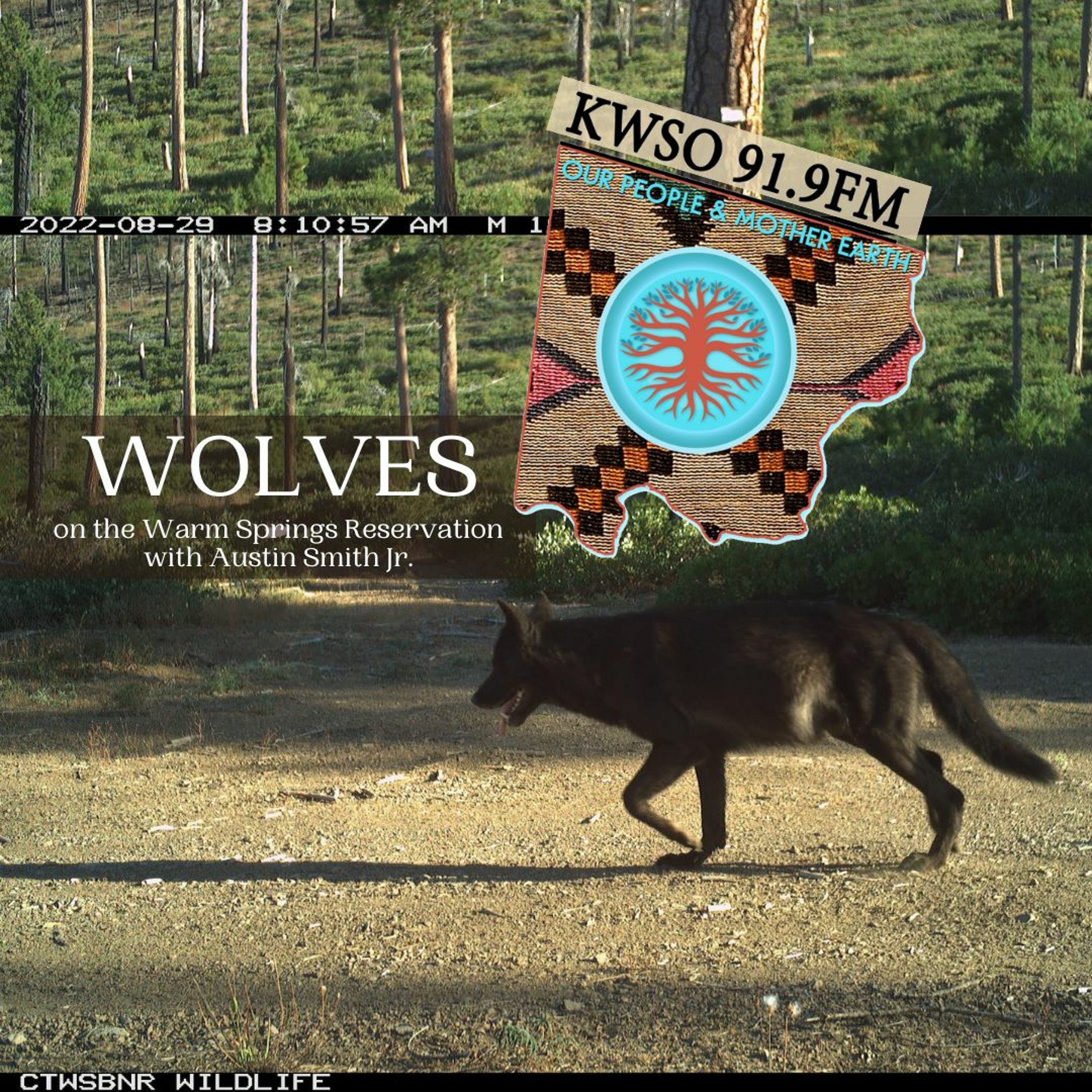 Warm Springs Wolves - KWSO Our People & Mother Earth Podcast episode artwork