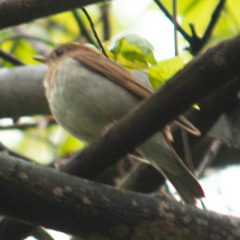 A Forest Full of Veeries