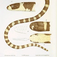 HK_MiddleLane_02_tracks