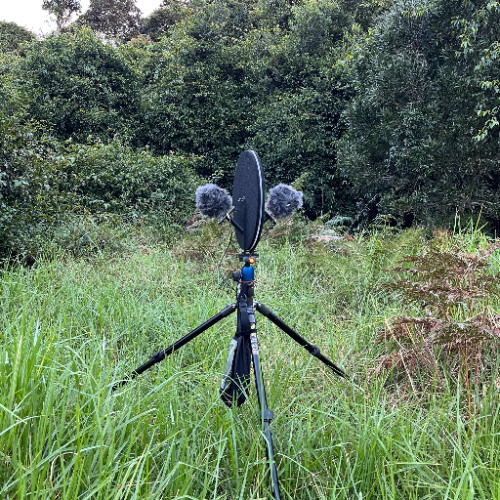 Currawong Chorus by strictfunctor