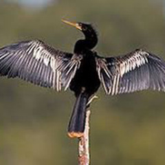 Drum tie Alden, Dameyune, Xavier, and Leland
