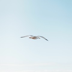 TheGull by Sally Ito read by Kanako Hiratsuka Earle