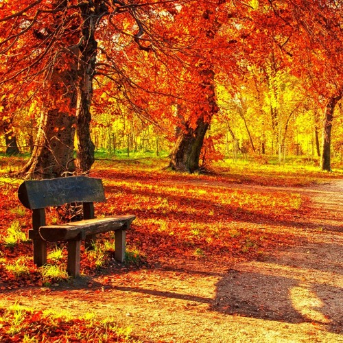 Leaf Filled Autumn