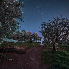 Levantine Garden Night