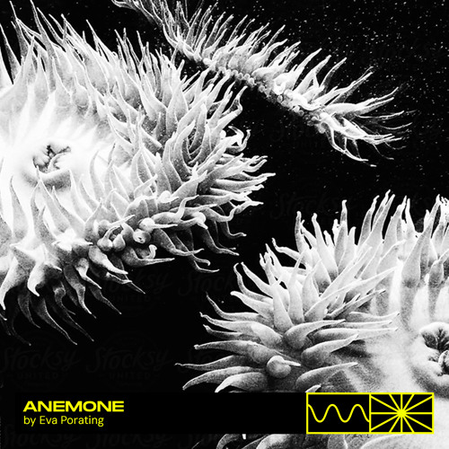 Anemone 11/23 by Eva Porating