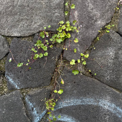 Todo lo que veo crecer