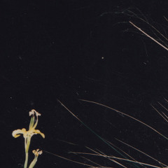 Pas la peine (feat. Yumi) [demo 2021 unmixed]