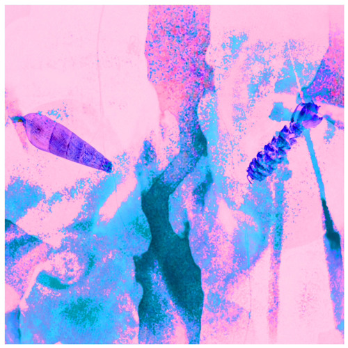 Clausiliidae Shell // Conifer Cone (lyrics in desc) [prod. saturnskull]